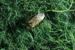 Heteroptera