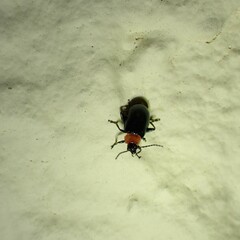 Disonycha xanthomelas