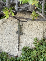 Ctenosaura hemilopha