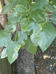 Morus rubra