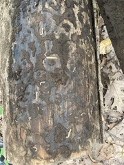 Dendroides canadensis