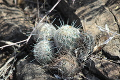 Coryphantha echinus