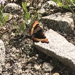 Aglais milberti