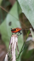 Corizus hyoscyami