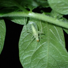 Oecanthus