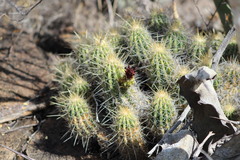 Echinocereus stramineus