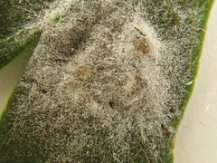 Podosphaera clandestina