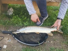 Esox lucius