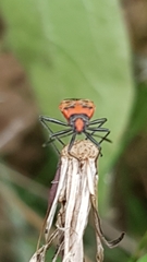 Corizus hyoscyami