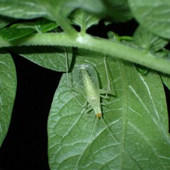 Oecanthus