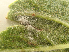 Podosphaera clandestina