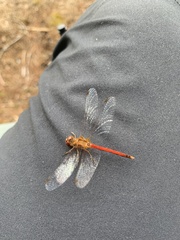 Sympetrum vicinum