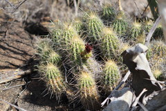 Echinocereus stramineus
