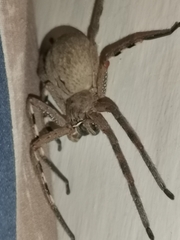 Palystes superciliosus