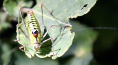 Poecilimon thoracicus