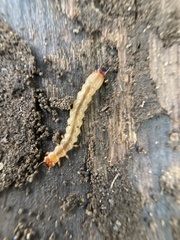 Dendroides canadensis