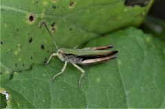 Chorthippus dorsatus