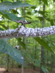 Grylloprociphilus imbricator