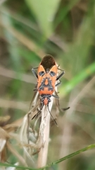 Corizus hyoscyami
