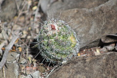 Neolloydia conoidea