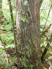 Fuscopannaria leucosticta