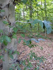 Grylloprociphilus imbricator