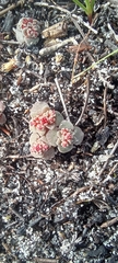 Crassula umbellata