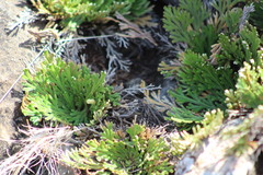 Selaginella tamariscina