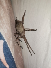 Palystes superciliosus