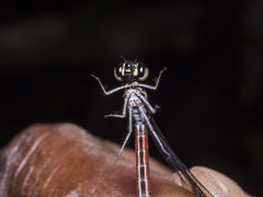 Rhinocypha pagenstecheri timorana