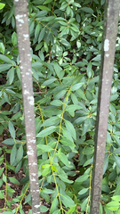 Forsythia × intermedia