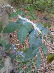 Grylloprociphilus imbricator