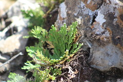 Selaginella tamariscina