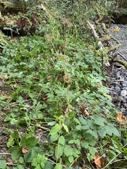 Aegopodium