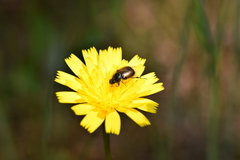 Chasmatopterus