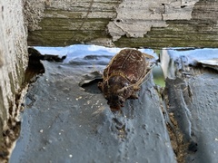 Polyphylla variolosa