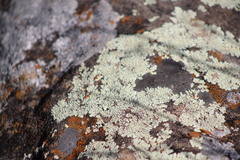 Xanthoparmelia cumberlandia