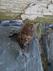 Polyphylla variolosa