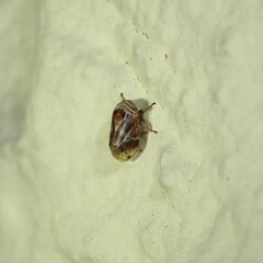 Clastoptera obtusa