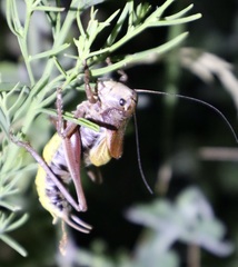 Psorodonotus macedonicus