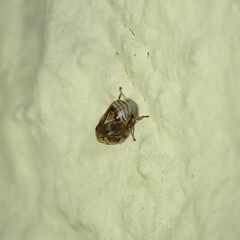 Clastoptera obtusa
