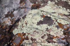 Xanthoparmelia cumberlandia