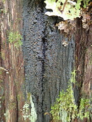 Fuscopannaria leucosticta