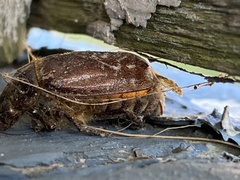 Polyphylla variolosa