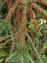 Cotoneaster horizontalis