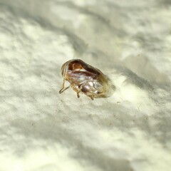 Clastoptera obtusa