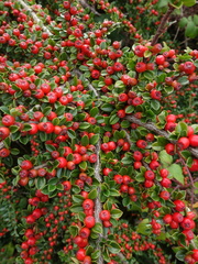 Cotoneaster horizontalis