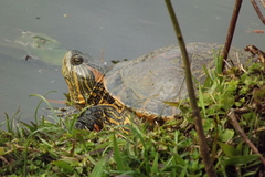 Trachemys dorbigni