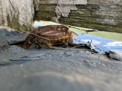 Polyphylla variolosa