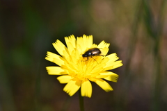 Chasmatopterus